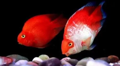 血鸚鵡顏色變白