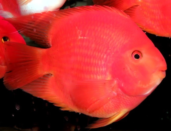 血鸚鵡魚價格 血鸚鵡魚價格