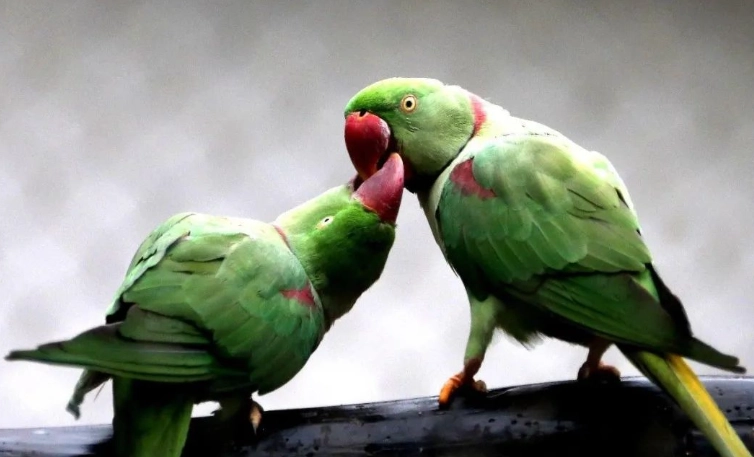 月輪鸚鵡孵化問題 月輪鸚鵡孵化問題