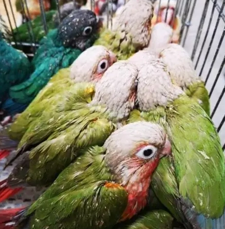 月輪鸚鵡繁殖技巧