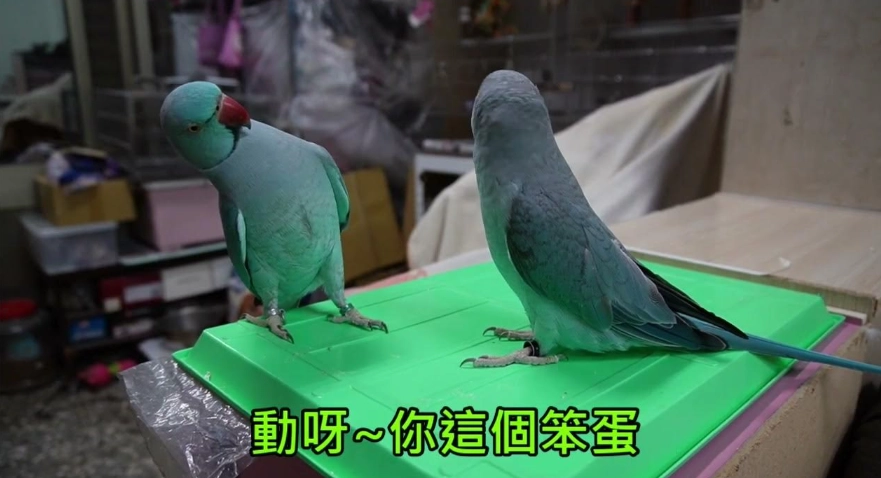 母月輪語言能力