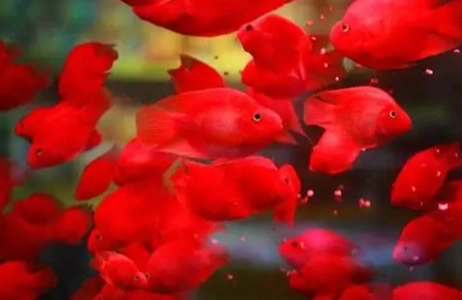 血鸚鵡水質管理 血鸚鵡水質管理