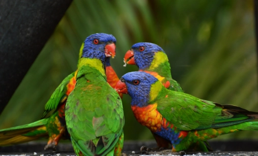 月輪鸚鵡健康照護