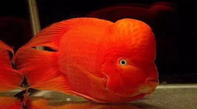 血鸚鵡顏色變白