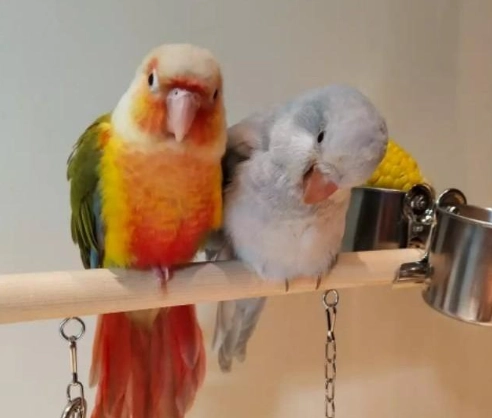 月輪鸚鵡健康照護