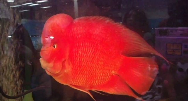 血鸚鵡水質管理