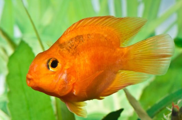 血鸚鵡飼養大小