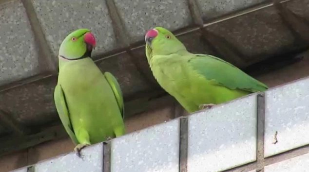 月輪鸚鵡飼養繁殖