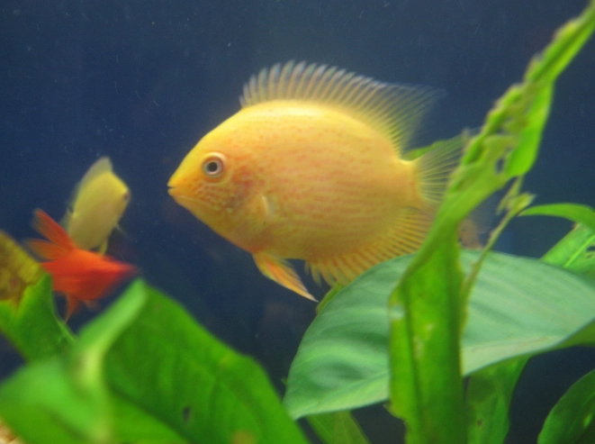 菠萝鱼疾病防治