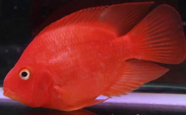 血鸚鵡飼料推薦