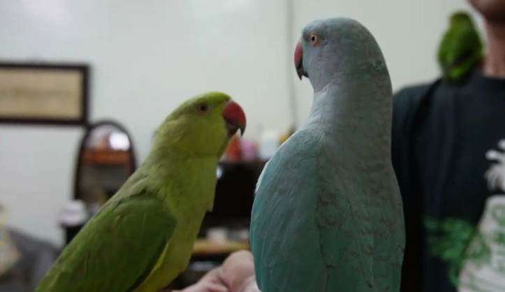 月輪鸚鵡配對技巧 月輪鸚鵡配對技巧