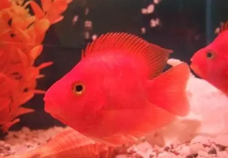 血鸚鵡魚變白 血鸚鵡魚變白