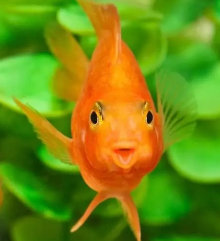 血鸚鵡換水頻率 血鸚鵡換水頻率