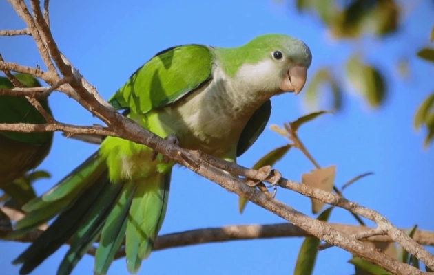 和尚鸚鵡說話能力