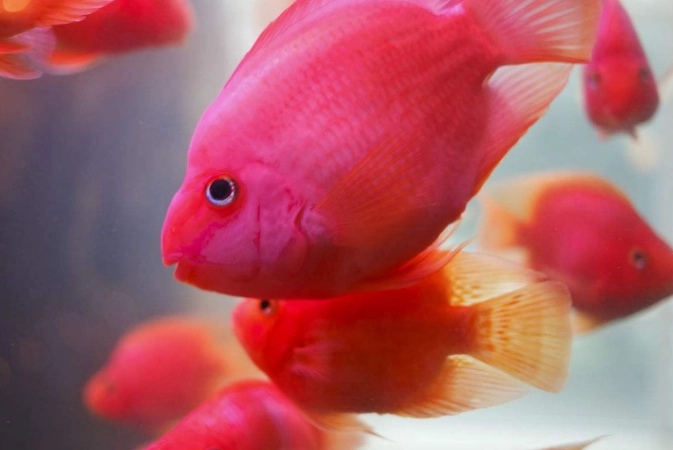 血鸚鵡飼養方法