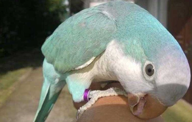 和尚鸚鵡說話能力