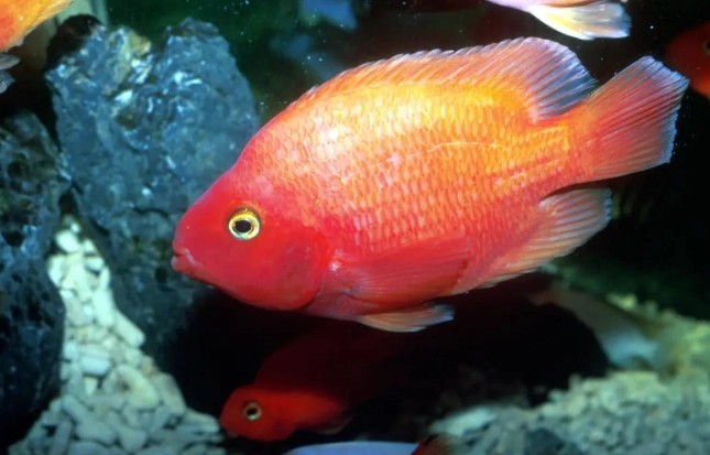 血鸚鵡換水頻率 血鸚鵡換水頻率