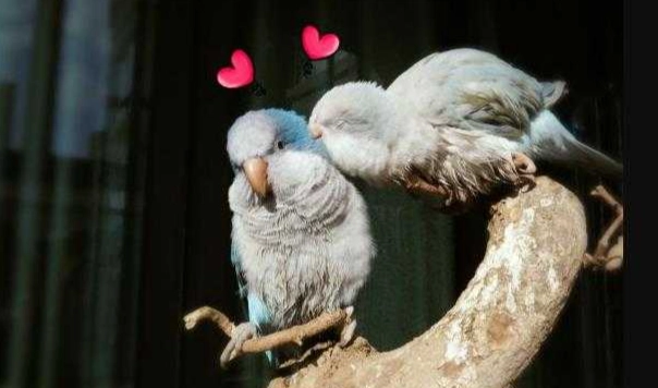 鸚鵡學說話訓練