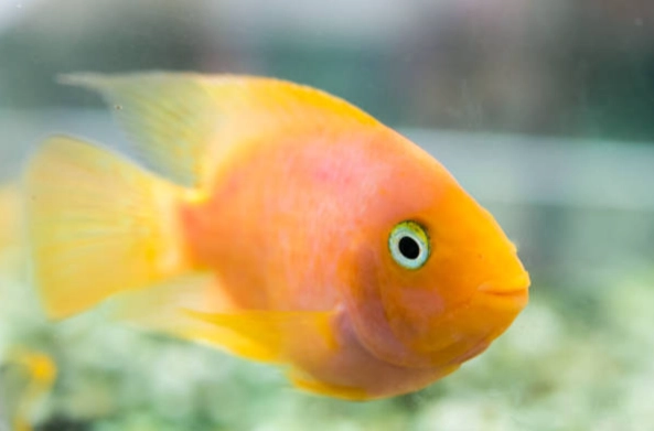 血鸚鵡水質管理 血鸚鵡水質管理