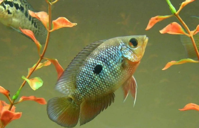 菠萝鱼疾病防治