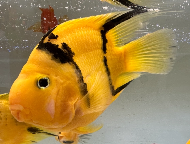 血鸚鵡飼養方法