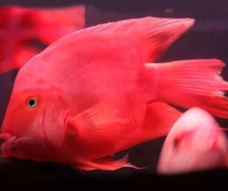 血鸚鵡變白原因