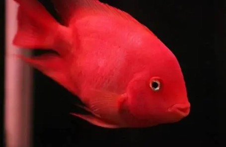 血鸚鵡飼料推薦