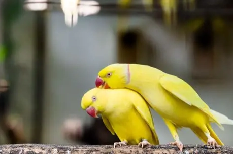 月輪鸚鵡繁殖方法 月輪鸚鵡繁殖方法