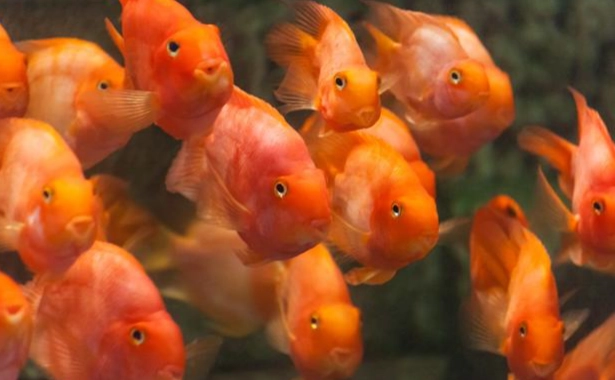 血鸚鵡生長尺寸