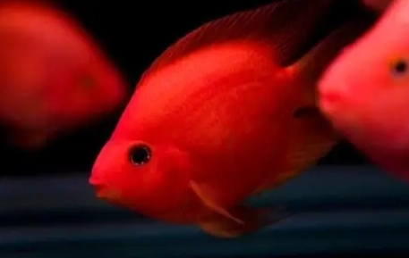 血鸚鵡換水方法 血鸚鵡換水方法