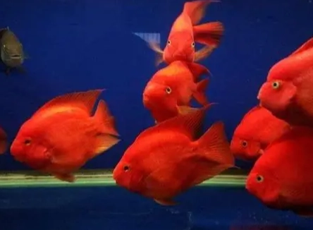 血鸚鵡飼養大小