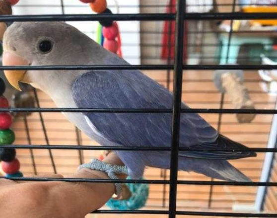 鸚鵡學說話訓練