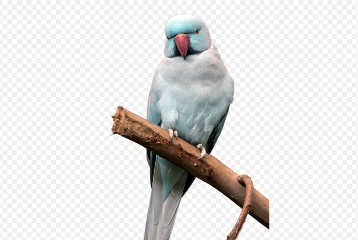 月輪鸚鵡繁殖方法 月輪鸚鵡繁殖方法