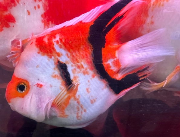 血鸚鵡飼養方法