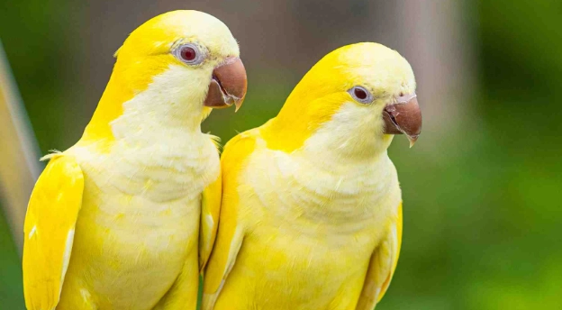 鸚鵡學說話訓練