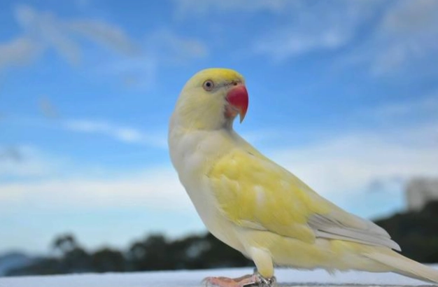 月輪鸚鵡飼養尺寸