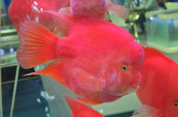 血鸚鵡飼養大小