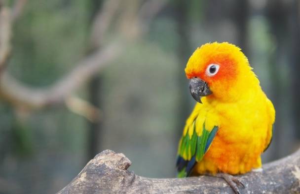 金太陽鸚鵡訓練方法 金太陽鸚鵡訓練方法