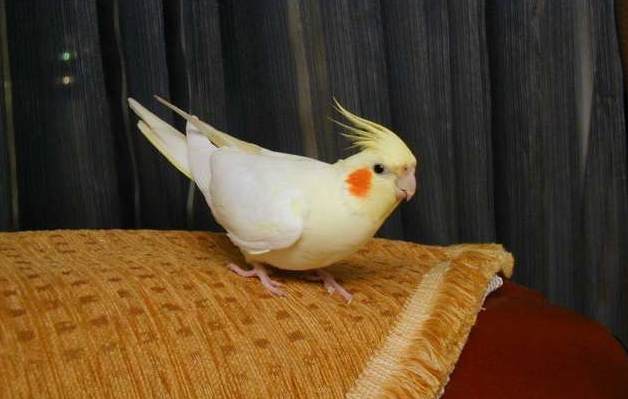 玄鳳叫聲管理 玄鳳叫聲管理