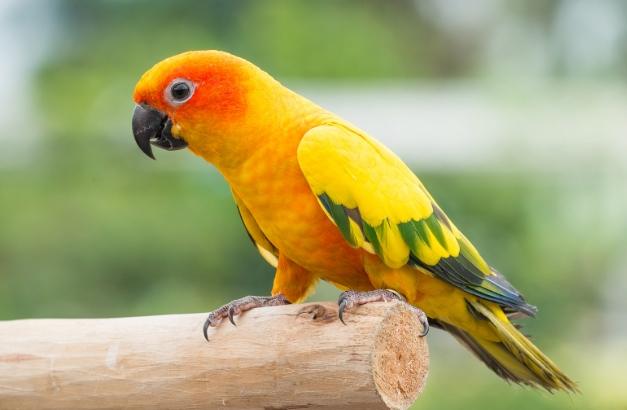 金太陽鸚鵡飼養 金太陽鸚鵡飼養
