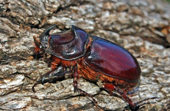 金龜飼養壽命 金龜飼養壽命