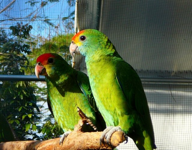 亞馬遜鸚鵡說話能力 亞馬遜鸚鵡說話能力