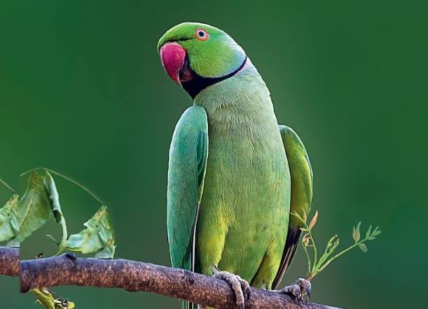 月輪鸚鵡聰明程度