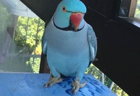 藍月輪鸚鵡飼養成本 藍月輪鸚鵡飼養成本