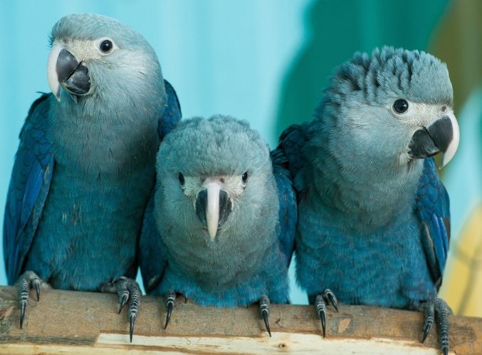 保育行動 保育行動