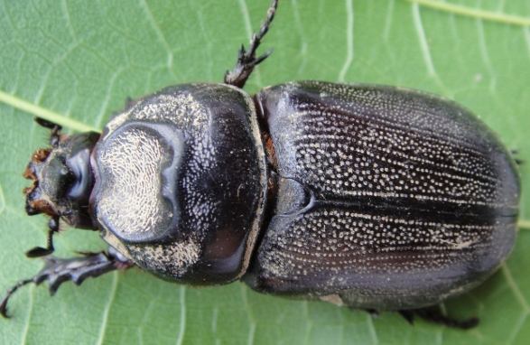 金龜平均壽命 金龜平均壽命