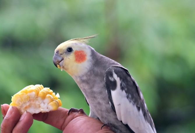 雞尾鸚鵡照顧 雞尾鸚鵡照顧