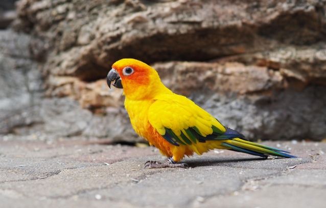 鸚鵡壽命因素 鸚鵡壽命因素