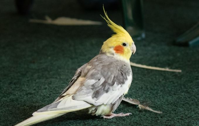 雞尾鸚鵡學語 雞尾鸚鵡學語