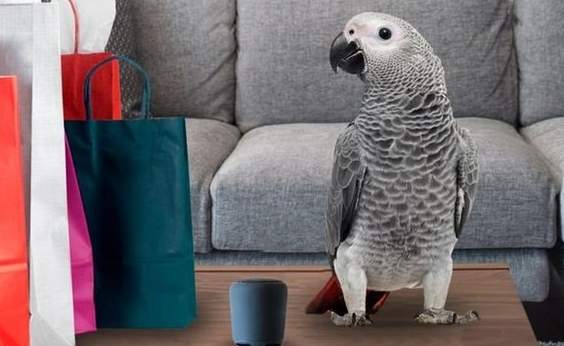 鸚鵡智商測試 鸚鵡智商測試